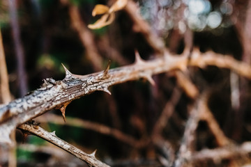 Thorny shrub to protect against voracious animals.