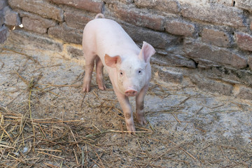 A curious monthly pig stands in a stable against a brick wall