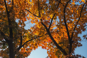 Colourful red and yellow maple leafe under the maple tree during autumn in South Korea,Maple red background..