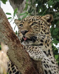 Leopard in a tree