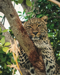 Leopard in a tree