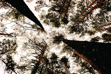 Inspiring image of tall trees seen from below with the sky in the background.