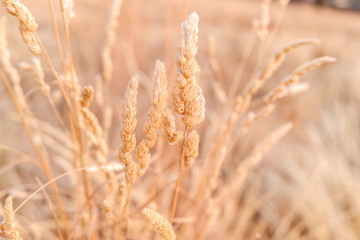 Dry cereal pasture for wild cattle to feed on the mountain.