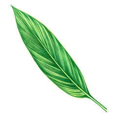 Watercolor painting green leaves,palm leaf isolated on white background.Watercolor hand drawn illustration tropical,aloha exotic leaf for wallpaper tree,jungle,Hawaii style pattern.With clipping path.