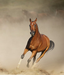 Fototapeta premium Bay sportive horse running in prairies