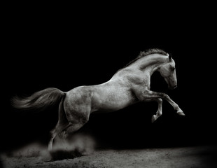 Beautiful silver-white stallion on black