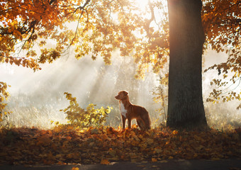 red dog in the autumn on the nature. Nova Scotia Duck Tolling Retriever