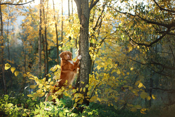red dog in the autumn on the nature. Nova Scotia Duck Tolling Retriever