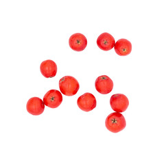 Red ripe autumn berries of wild Rowan.