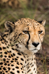 Cheetah Portrait