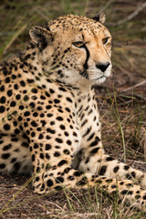 Naklejka na ściany i meble Cheetah Portrait