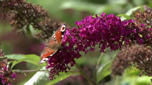 Handheld, medium close up shot of a peacock butterfly (Aglais io) on purple flowers.