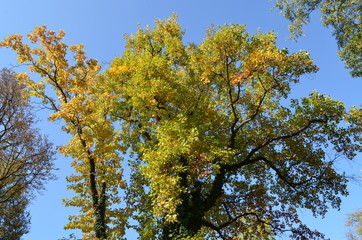 Trees with green ad yellow branches in a autumn day towards clear blue sky, copy space
