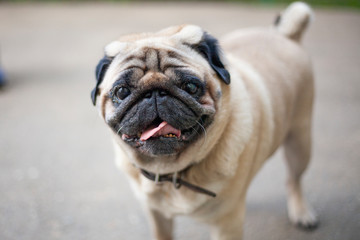 Dog on the street. Cute dog. A homeless animal wanders around the city.