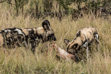 African Wild Dog
