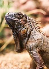 Iguana