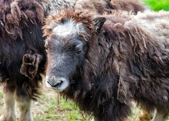 Muskox Farm - A Different Livestock for Meat and High-quality Wool