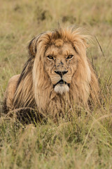 Fototapeta na wymiar Scarred Male Lion