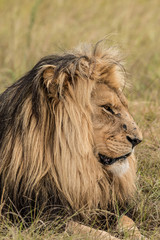 Scarred Male Lion