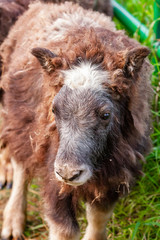 Fototapeta premium Muskox Farm - A Different Livestock for Meat and High-quality Wool