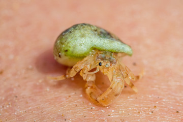 Small hermit crab on sand skin