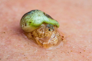 Small hermit crab on sand skin
