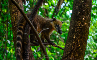 Animals of Forest