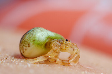 Small hermit crab on sand skin