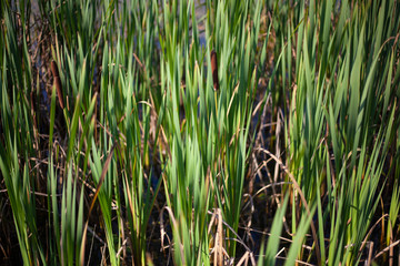 Natural background of green plants. Vegetation in the natural environment.