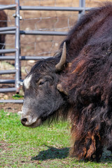 Yak Ranch - An Alternative Meat, Milk, and Wool 