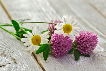 Fototapeta na wymiar clover flowers and daisies on the table