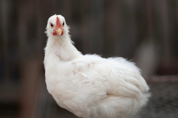 Cock on a stump looking forward