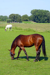 Obraz premium Grazing brown horses on the green Field. Horses grazing tethered in a field. Horses eating in the green pasture. Horses in a green field.