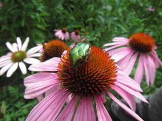 escarabajo verde sobre flor