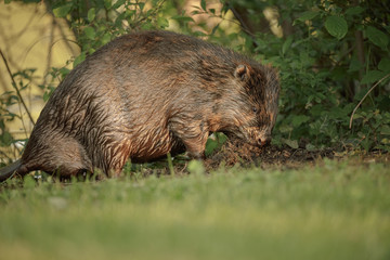 Scent marking beaver