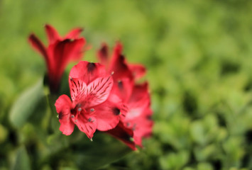 Fototapeta premium red flower in the garden