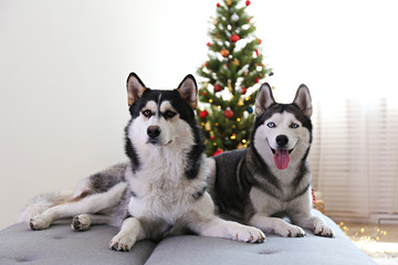 Pair of black and white siberian huskies on Christmas eve concept. Couple of adorable dogs, girl and boy on the couch by the holiday pine tree. Festive background, close up, copy space.