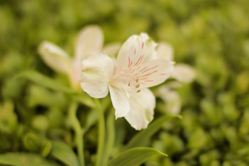 Fototapeta premium white flower