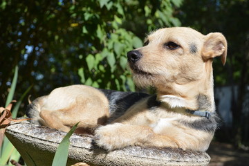 Petit chien mignon dans un pot de fleurs