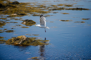 Seagull in flight