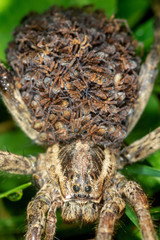 Closeup photo of female wolf spider with the offspring on the back