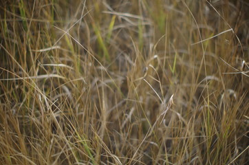 field of wheat