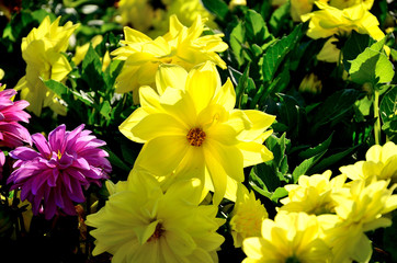 Yellow flower, chrysanths in the park on an autumn sunny day.