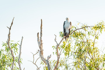 Eagle on a tree resting at the amazing Landscape of the Yellow Water at Kakadu National Park on a moody morning with fog and stunning nature and reflections, Northern Territory, Australia