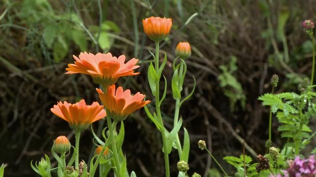 Steady, medium wide shot of orange marigold flowers.