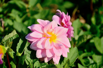 Fototapeta premium Pink flower, dahlia in the park on an autumn sunny day.
