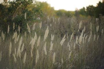 Fototapeta premium nature