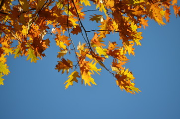 Naklejka na ściany i meble Orange and yellow leaves of Quercus robur, commonly known as common oak, pedunculate oak, European oak or English oak, in an autumn forest, view from below towards blue sky