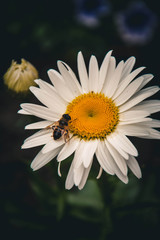 daisy on blue background