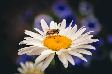 Obraz premium bee on flower